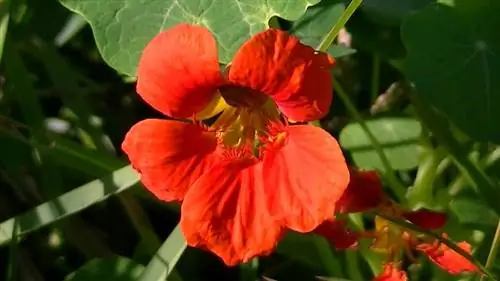 Характеристики растения Tropaeolum majus