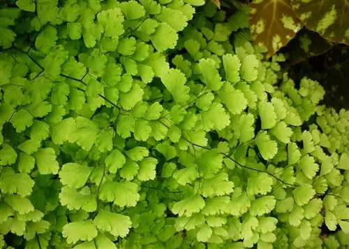 Адиантум волосистый (Adiantum capillus veneris)