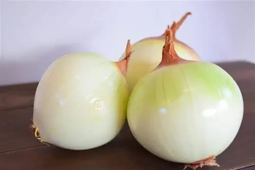 Лук