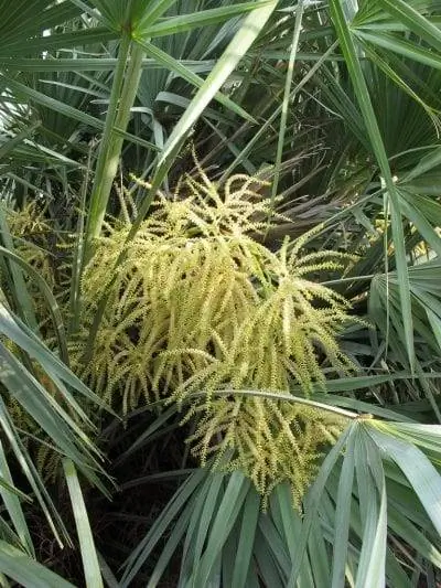 Соцветия Serenoa repens межлистовые. Соцветия Serenoa repens межлистовые.