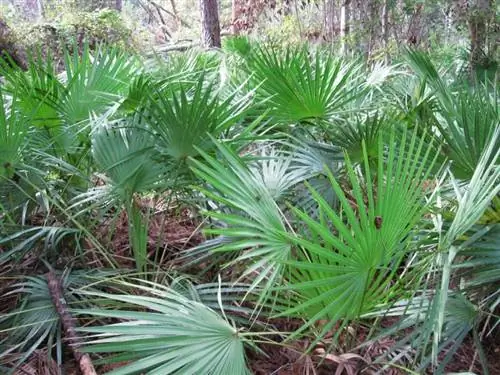 Serenoa repens - короткие пальмы. Serenoa repens - короткие пальмы.