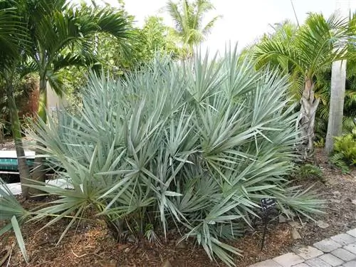 Пальметто (Serenoa repens)