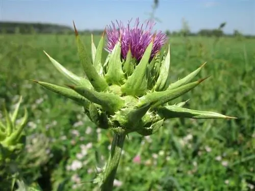 Silybum marianum Gaertn, широко известный как расторопша или расторопша. Silybum marianum Gaertn, широко известный как расторопша или расторопша.
