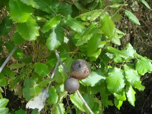 Quercus faginea листья Quercus faginea листья