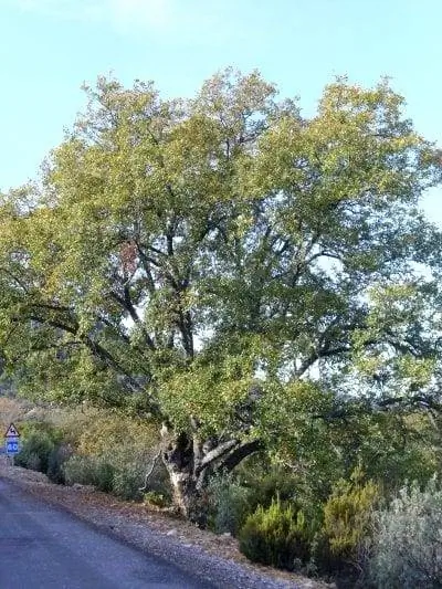 Quercus faginea дерево Quercus faginea дерево