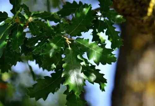 Quercus faginea Quercus faginea