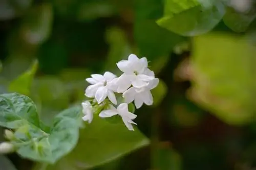 Диамела (Жасмин самбак)