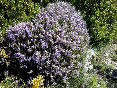 Подушка монахини (Erinacea anthyllis)