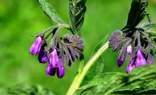 Окопник лекарственный (Symphytum officinale)