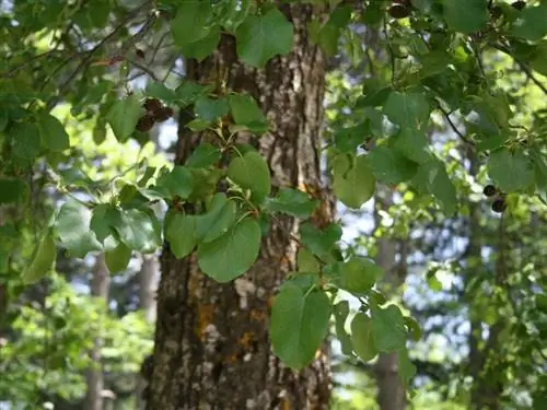Ствол и листья Alnus cordata