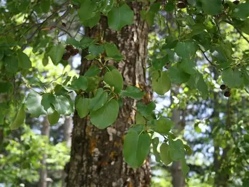 Ольха неаполитанская (Alnus cordata)