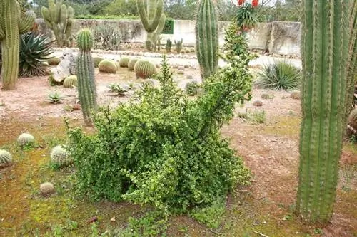 Portulacaria afra - очень устойчивое растение.