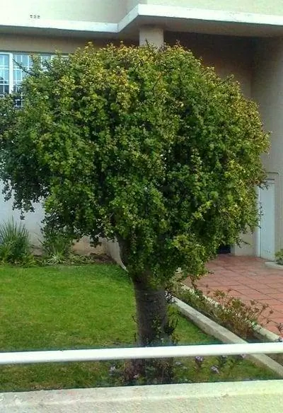 Portulacaria afra - неприхотливый в уходе кустарник или небольшое деревце.