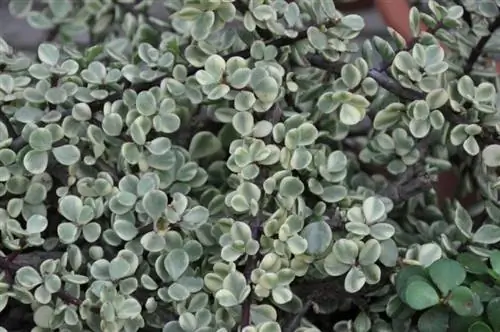 Листья Portulacaria afra variegata зеленые и желтые.