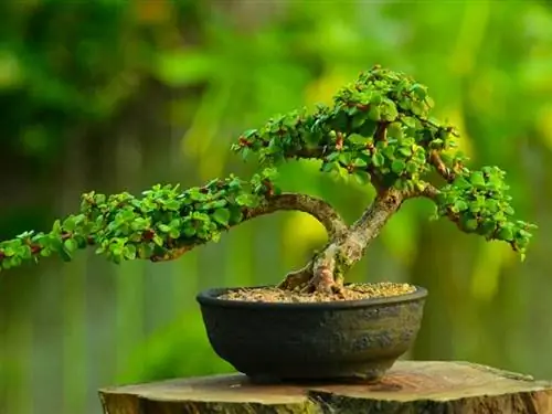 Portulacaria afra можно выращивать как бонсай.