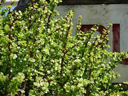 Слоновий куст (Portulacaria afra)