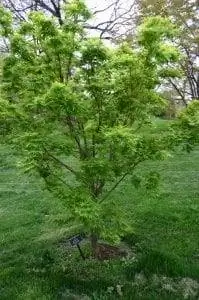 Вид на Acer palmatum 'Sango kaku'