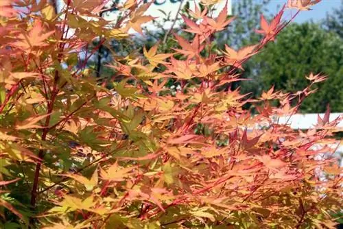 Acer palmatum 'Sango kaku' осенью