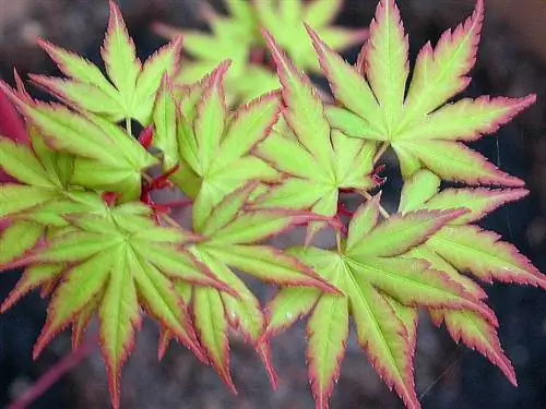 Клен санго каку (Acer palmatum 'Sango kaku')