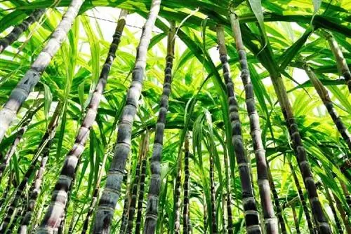 Сахарный тростник (Saccharum officinarum)