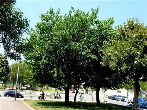 черная шелковица