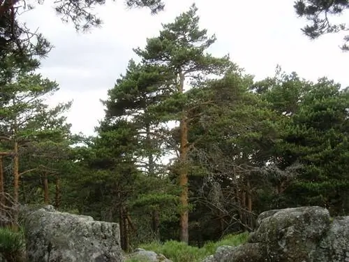 Сосна обыкновенная (Pinus Sylvestris)