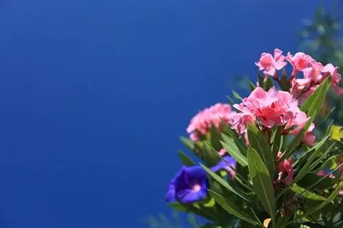 Олеандры (Nerium Oleander)
