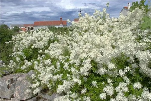 Муэрера (Clematis flammula)