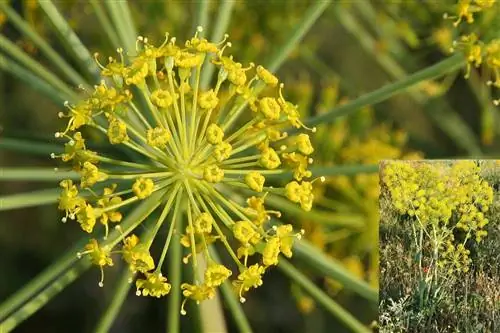 Каньяреха (Thapsia villosa)