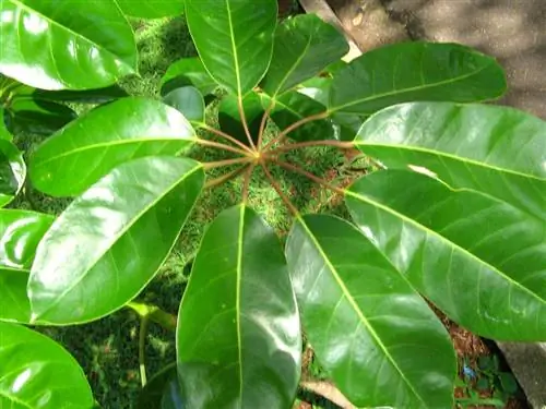 Шефлера (Schefflera actinophylla)