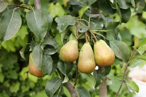 Грушевое дерево (Pyrus communis)