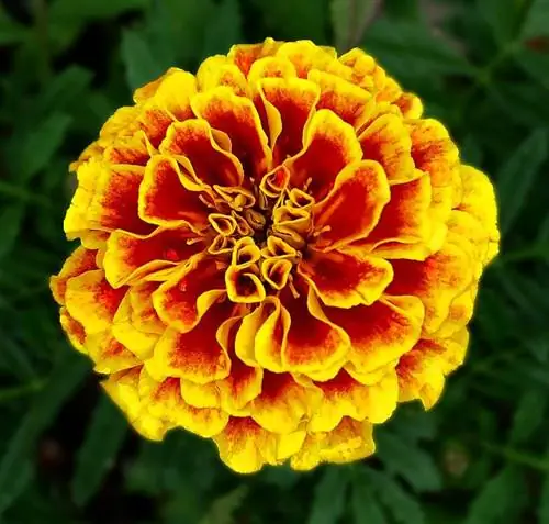 Tagetes patula - разновидность китайской гвоздики. Tagetes patula - разновидность китайской гвоздики.