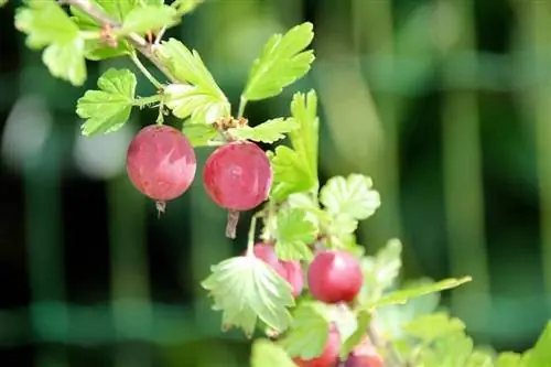 Крыжовник (Ribes uva-crispa)