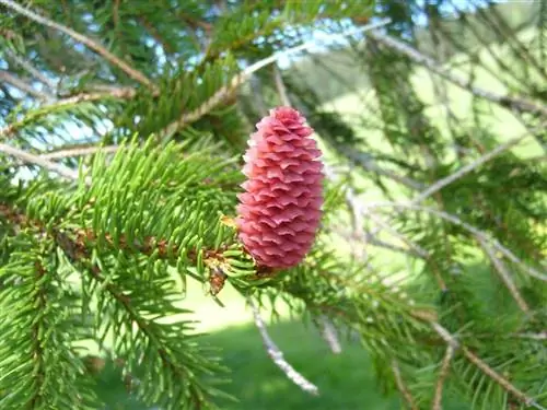 Picea abies