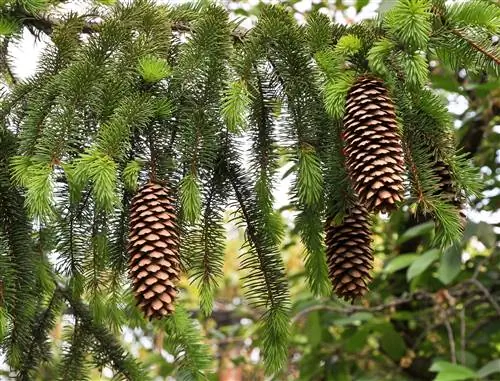 Ель европейская (Picea abies)