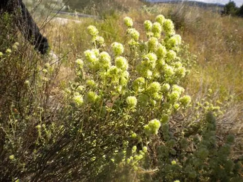 Тимус мастичный