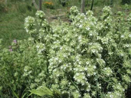 Чабрец белый (Thymus mastichina)