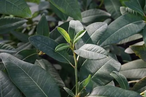 Персея указывает