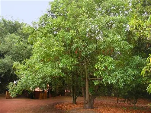 Виньятиго (Persea indica)