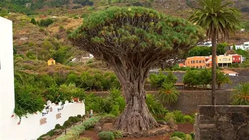 Тысячелетнее драконово дерево (Dracaena draco)