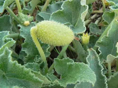 Огурец дьявола (Ecballium elaterium)