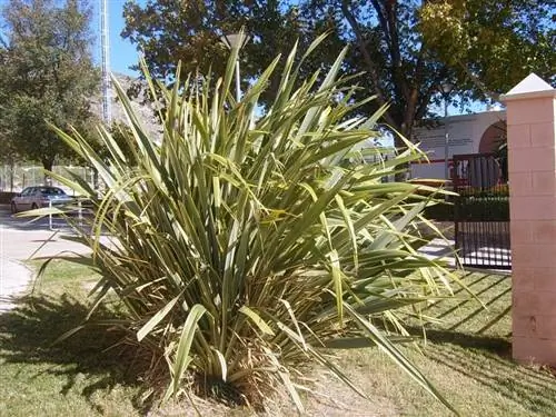 Формиум или формио, как его еще называют, являются долгоживущими растениями.