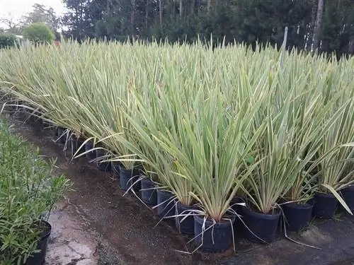 Разные виды выращивания Формиума