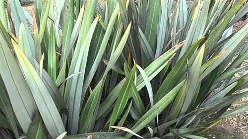 Внимание к различным вредителям Phormium