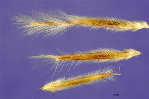 Семена Stipa tenacissima