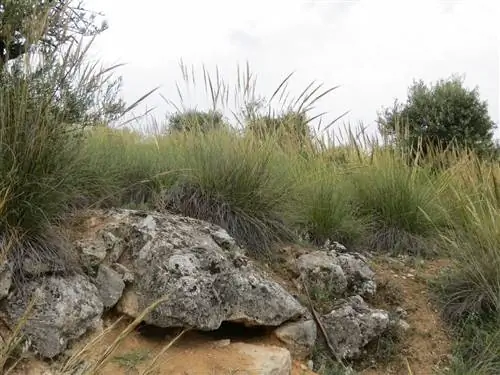 Эспарто (Stipa tenacissima)