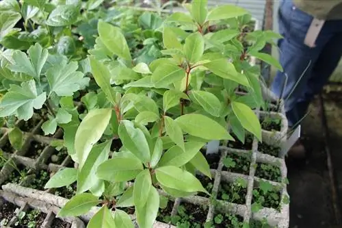 Камфорное дерево размножается семенами