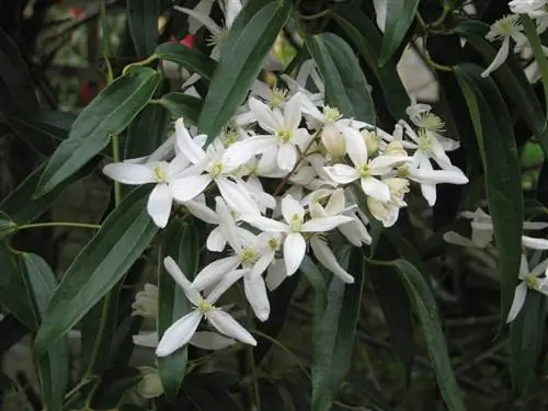 Клематис Армана (Clematis armandii)