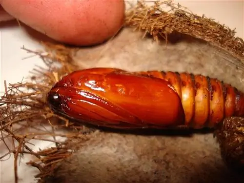 Пайсандизия проходит разные этапы, прежде чем достичь совершеннолетия.