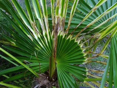 Дырки на листьях - распространенные симптомы пайсандизии.